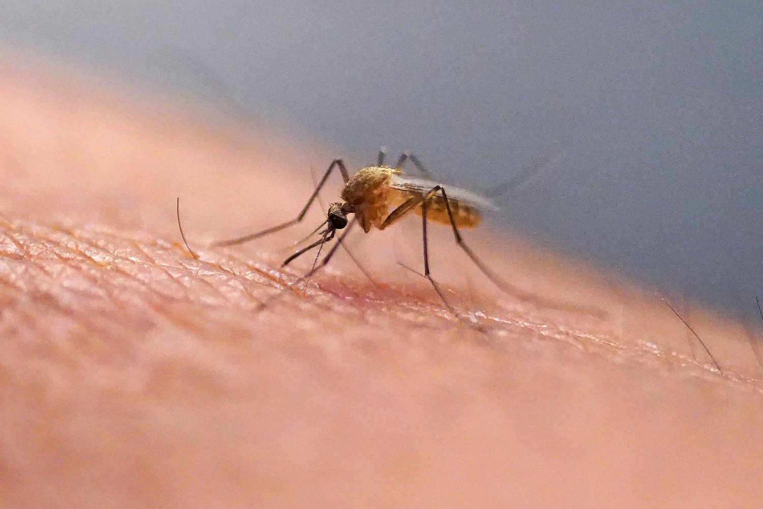 ‘A complete nightmare’: Mosquito explosion hits Baldwin County’s Eastern Shore