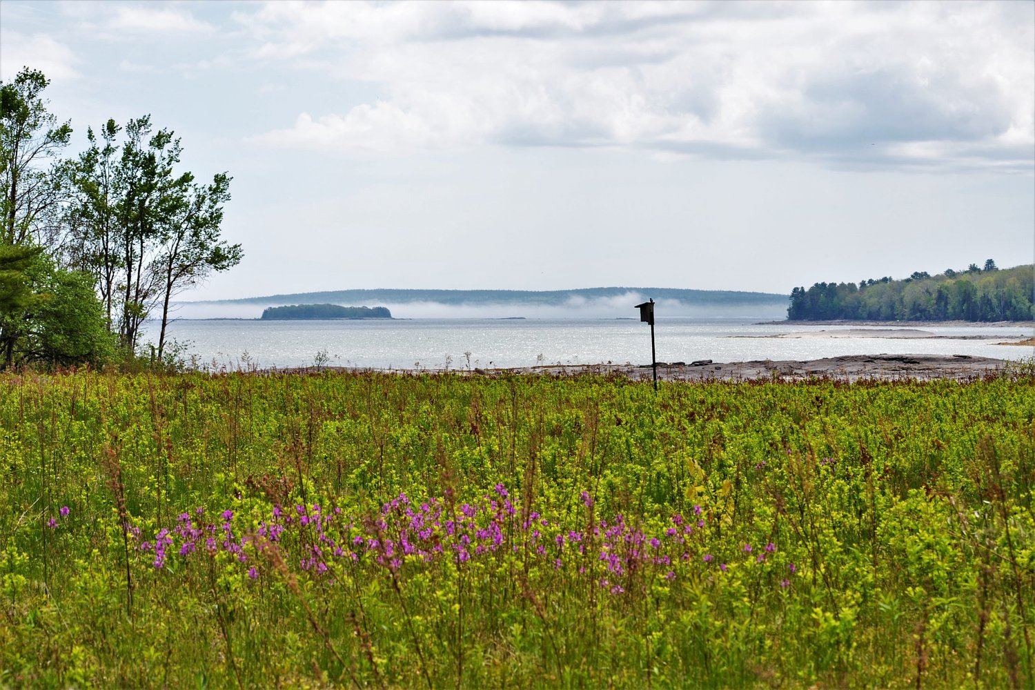 From a Spruce tree to a sanctuary: The story of the Carter Nature Preserve