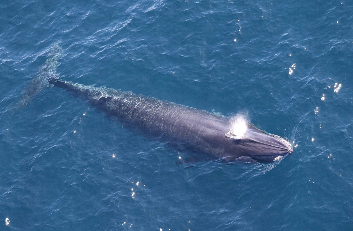 Trump’s ‘God Squad’ exempts the oil industry from protecting endangered Rice’s whales