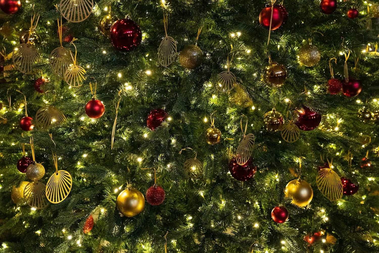 Where to find Christmas trees in and around Eugene and Springfield
