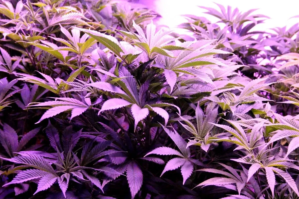 Maine issues recall for moldy pre-rolled joints
