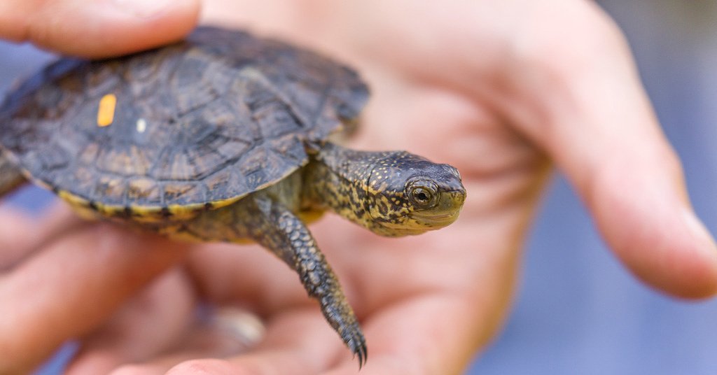 Can native turtles in the Gorge be saved?