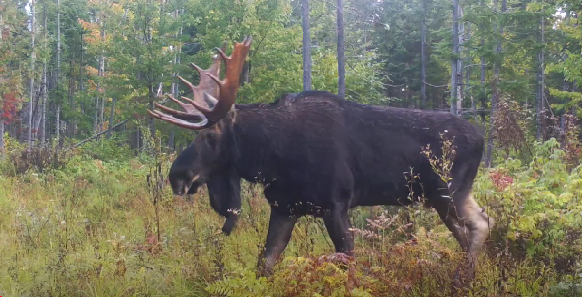 5 wild videos taken during the Maine moose rut