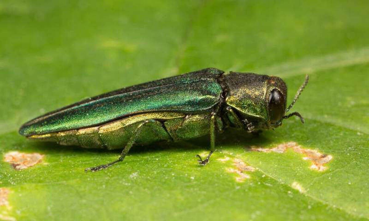 Invasive emerald ash borer found in isolated Aroostook township