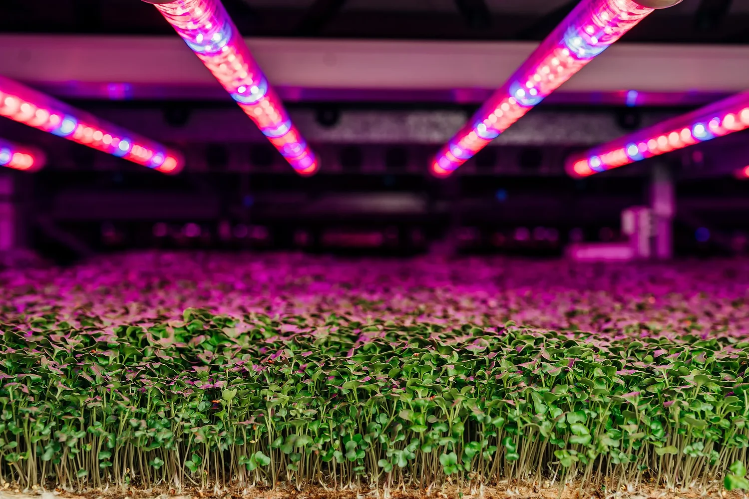 Microgreens grower AeroFarms acquired by investment firm