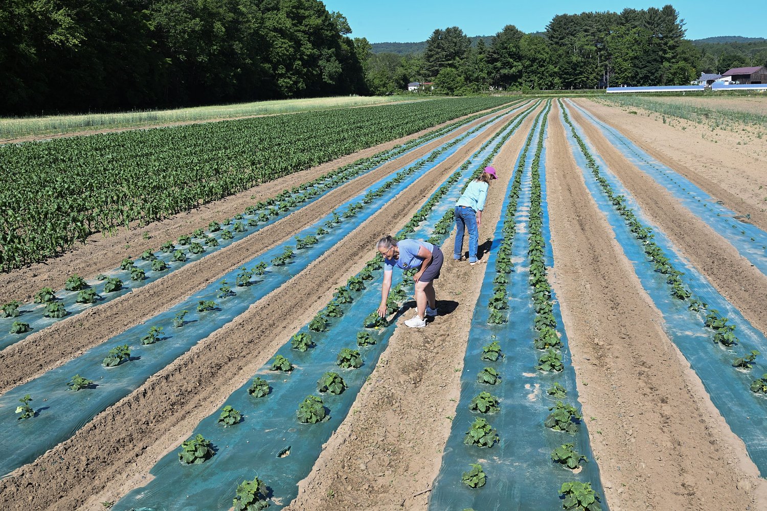 Valley Bounty: CISA Local Hero Award winner Golonka Farm prepares for 70th summer in Whately