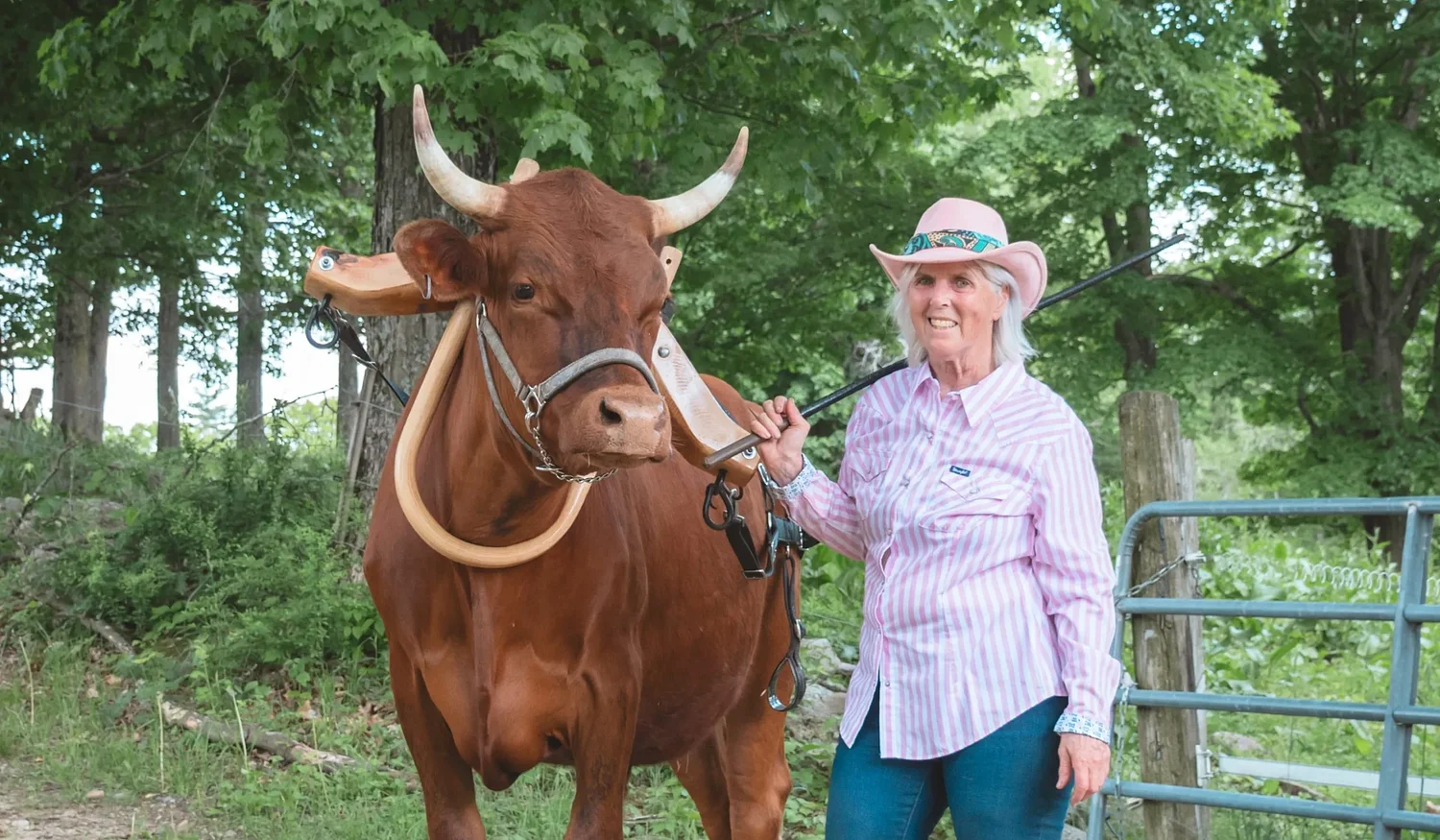 From the Farm: Bovines who like working with people