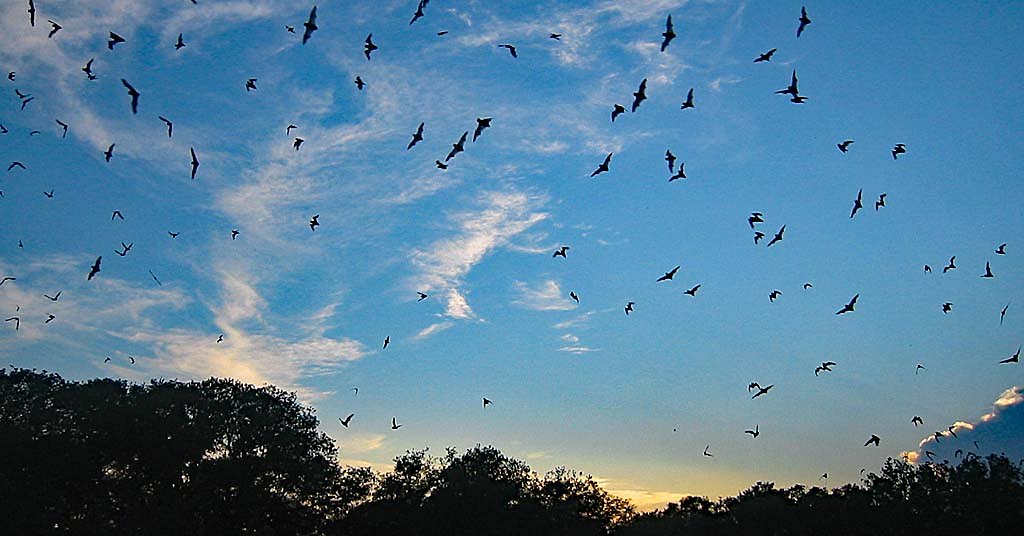 An abandoned mine in Idaho is now prime habitat for bats