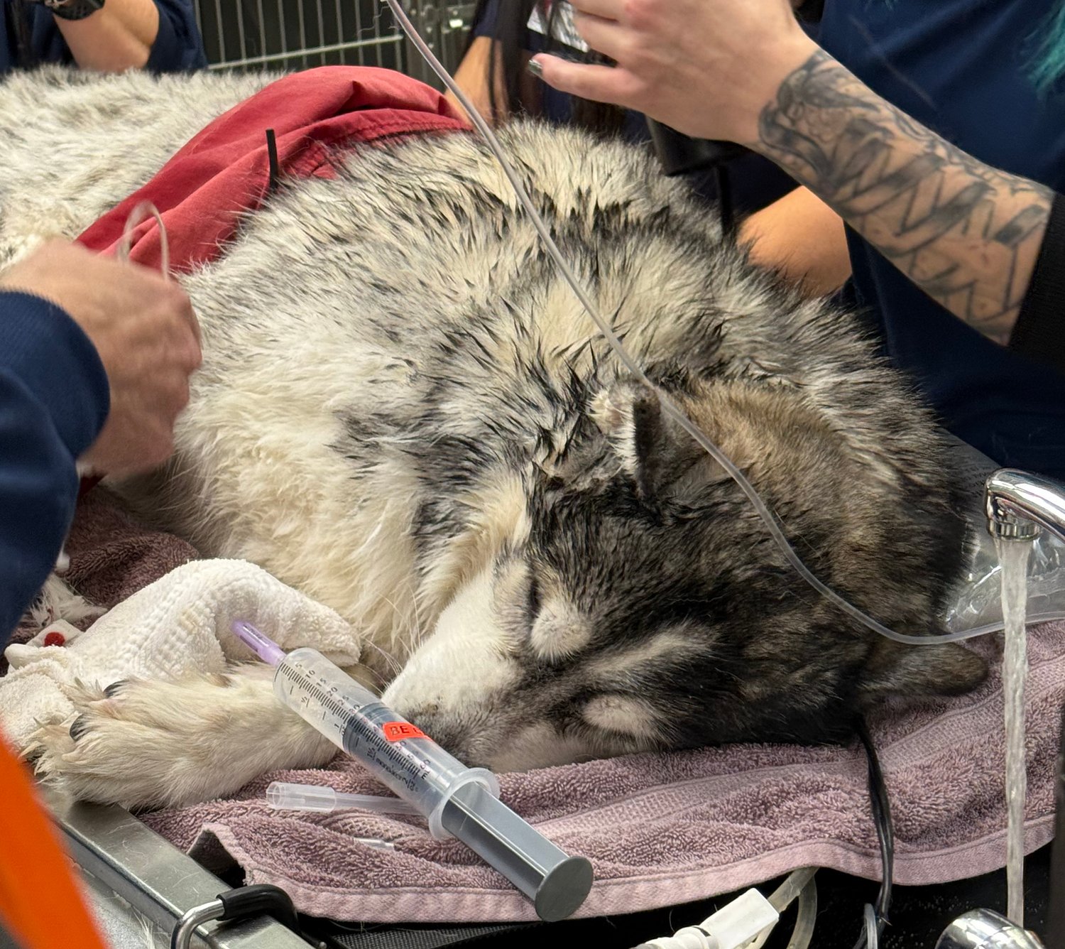 ‘He was frozen:’ Elgin vet tells how dog rescued from icy pond was brought back to life