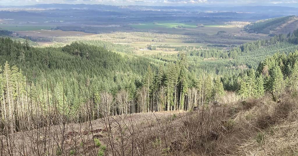 Wildfire risk is making timberland less valuable