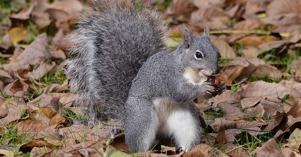 Western gray squirrels are struggling. Will a Washington agency step in to help?