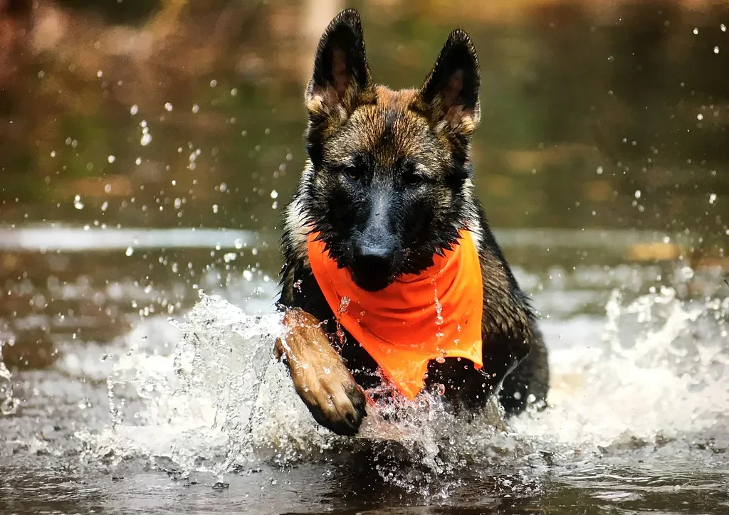 You should wear blaze orange in the Maine woods even if you don’t hunt