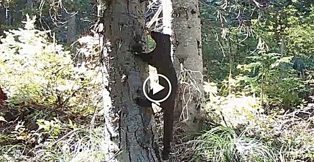 An incredible effort is underway to locate an elusive creature