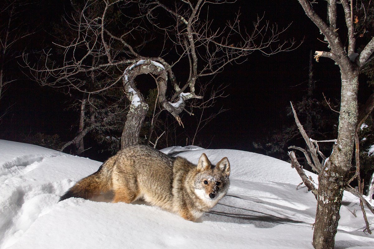 This setup takes wildlife photos your trail camera never will