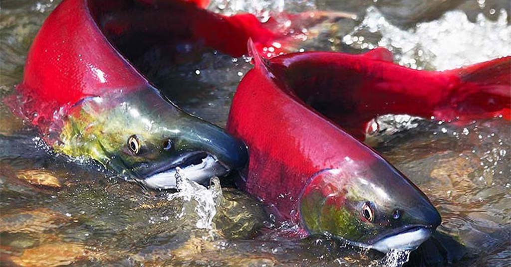 Controversial retrofit of Wallowa Lake Dam would eliminate fish passages