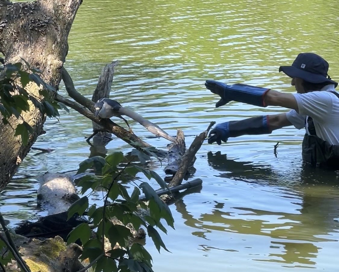 A fearless rescue saved a stunning nocturnal bird from certain death at a Staten Island park