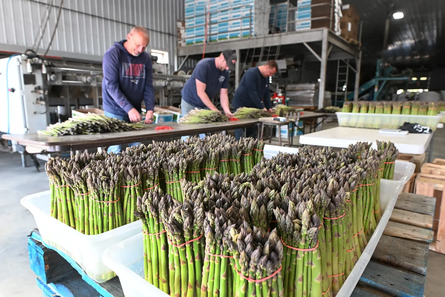‘A plant that won’t give up’: After April frost, asparagus farmers take stalk of season ahead