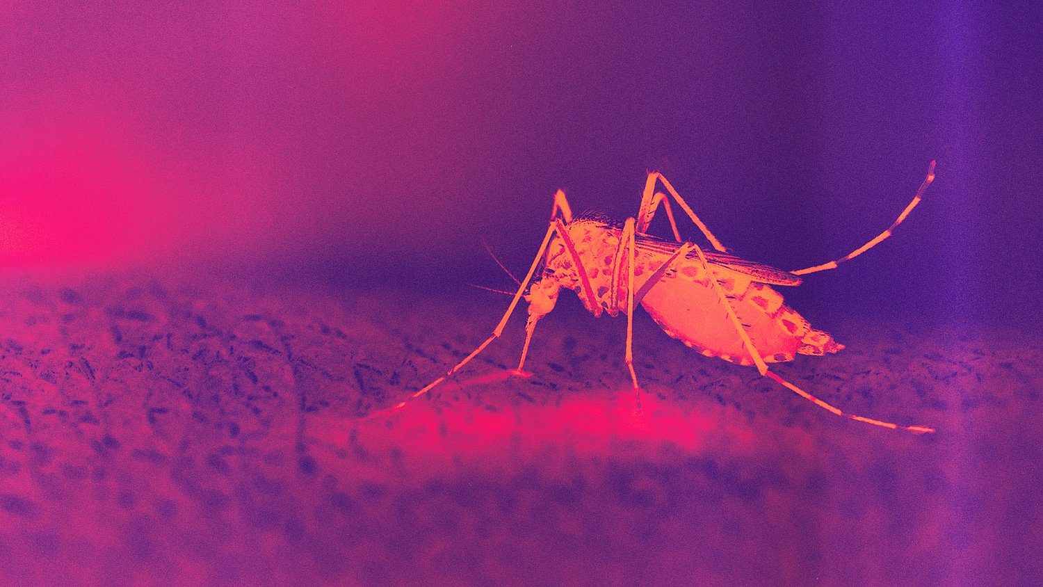 Climate change is fueling dengue outbreaks—but that’s not the whole story