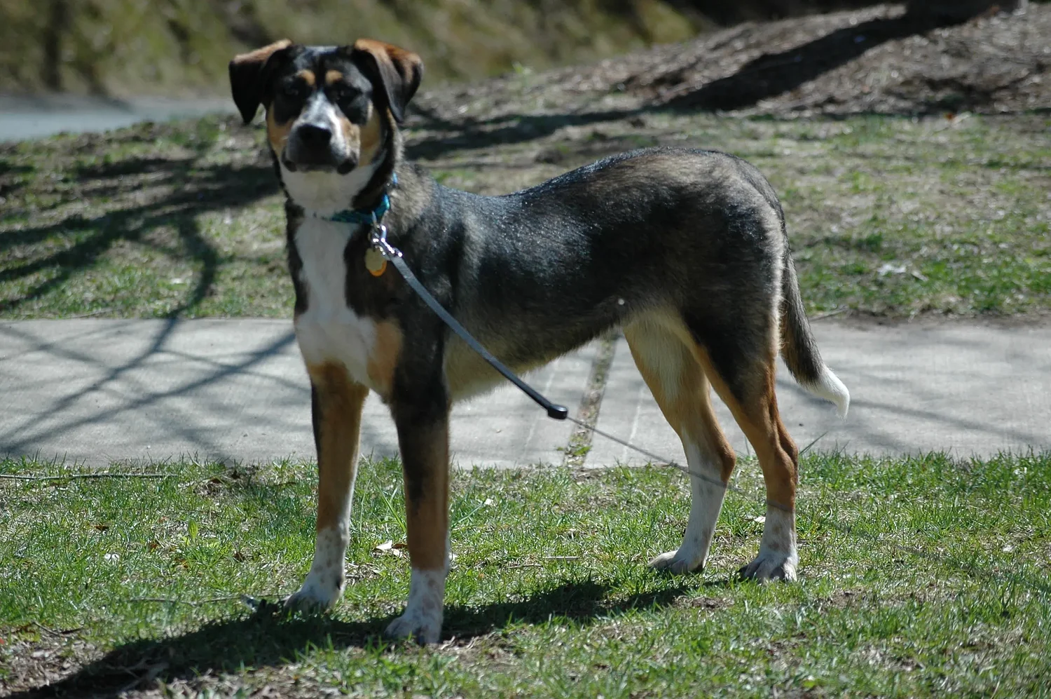 Sidney F. Smith Toy Fund: Dogs’ legacies live on in donations