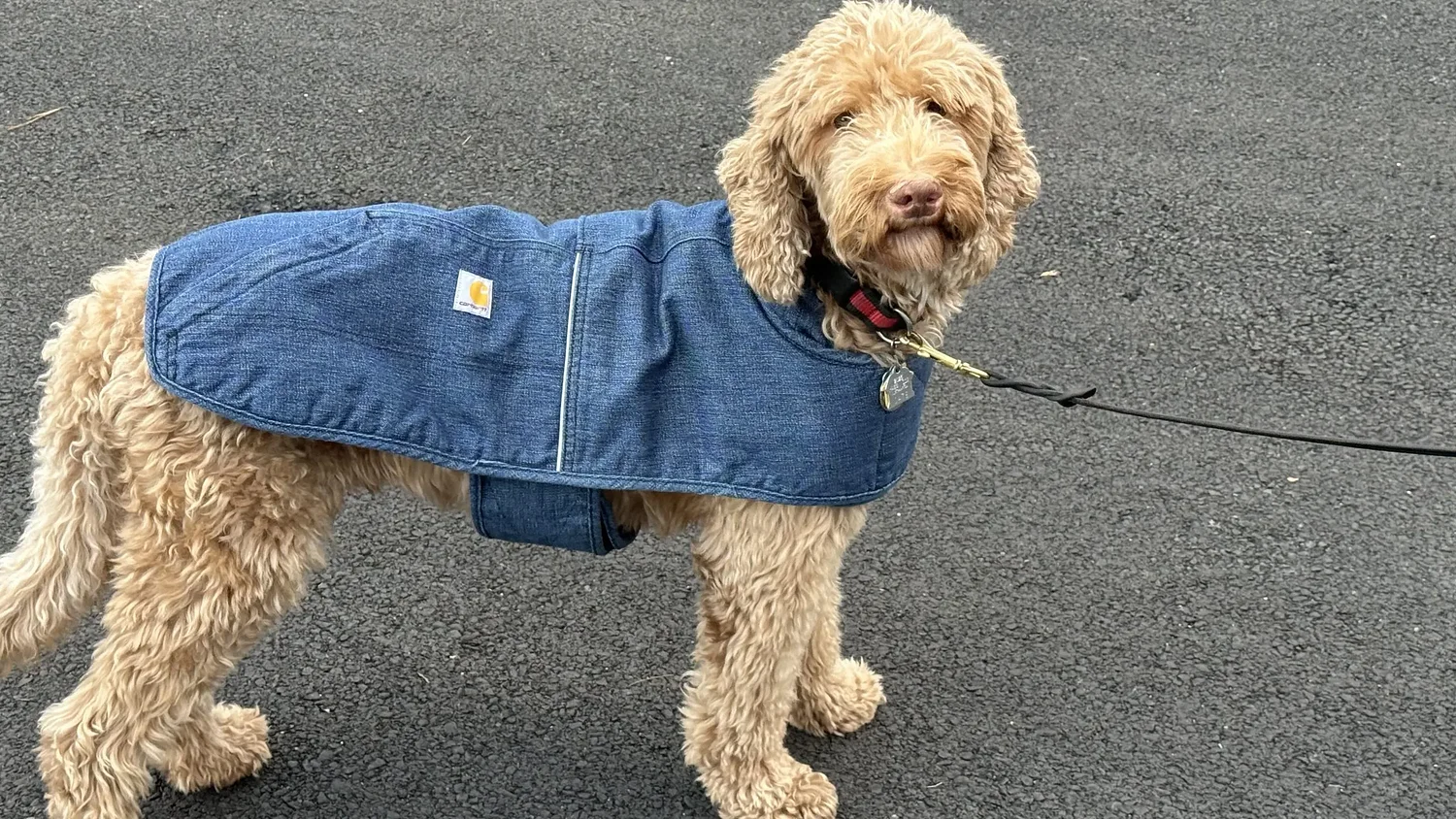 Sidney F. Smith Toy Fund: Even after death, therapy dog Jackson keeps giving
