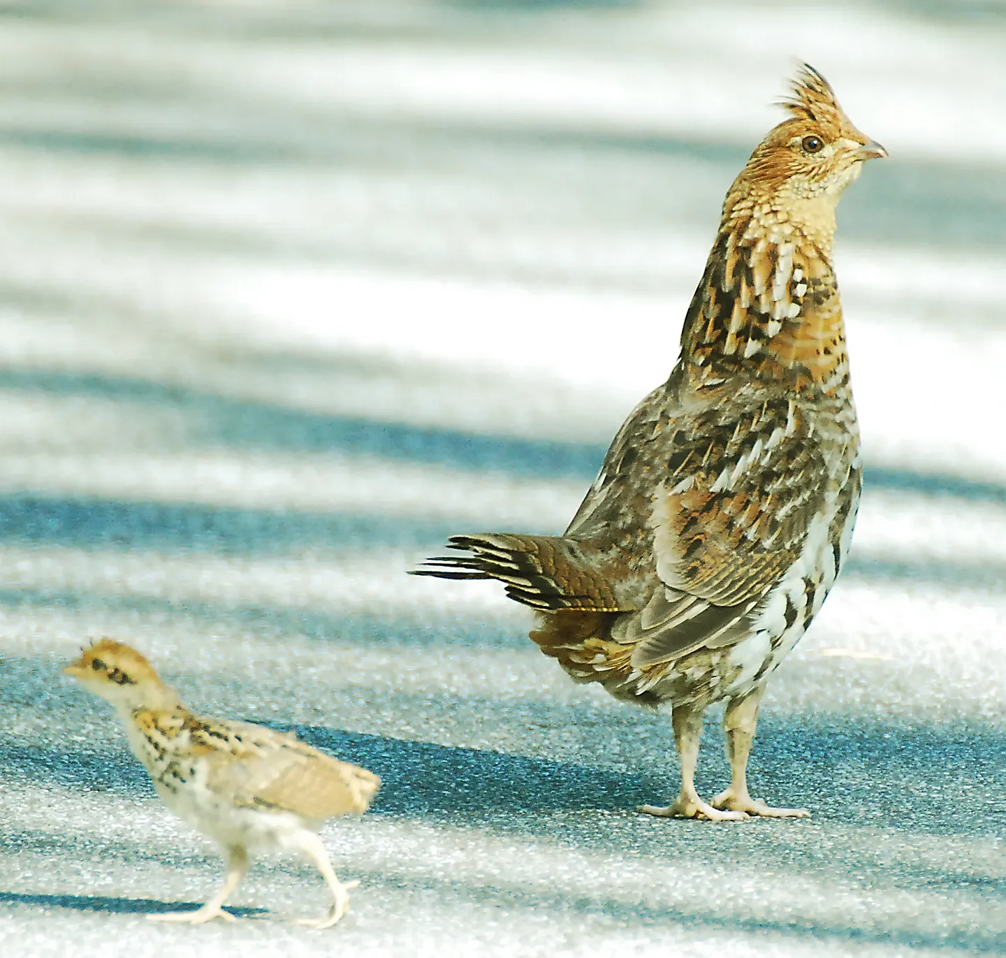 Speaking of Nature: Discovering an enduring passion: Reflecting on 28 years of writing and a lifelong love for birds