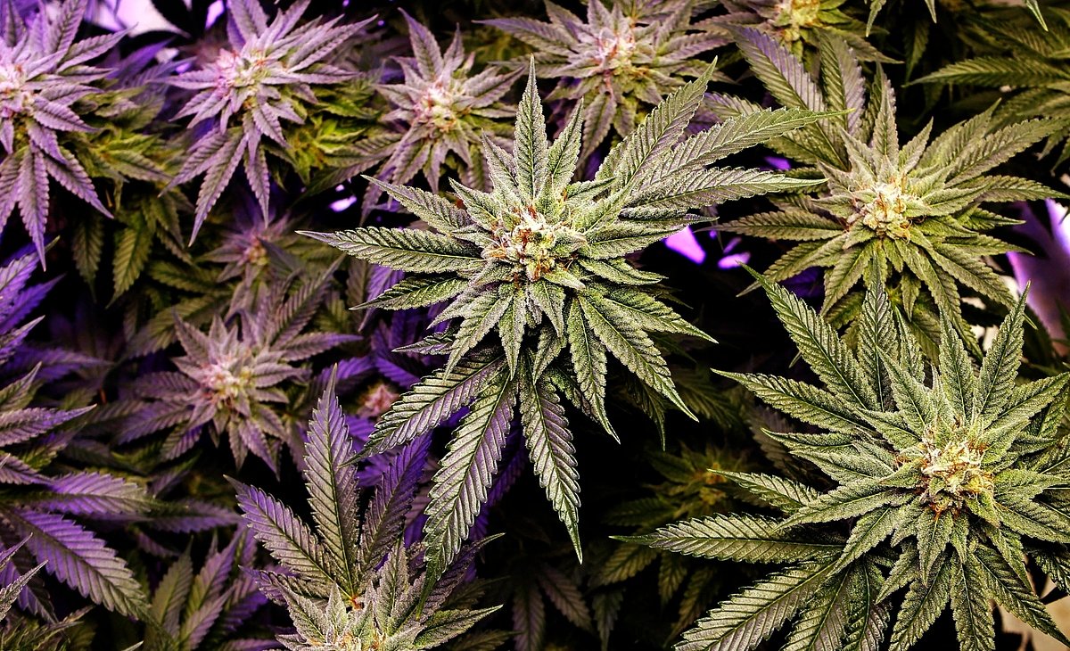 Signature-gatherers are allegedly lying to Mainers about cannabis repeal petition
