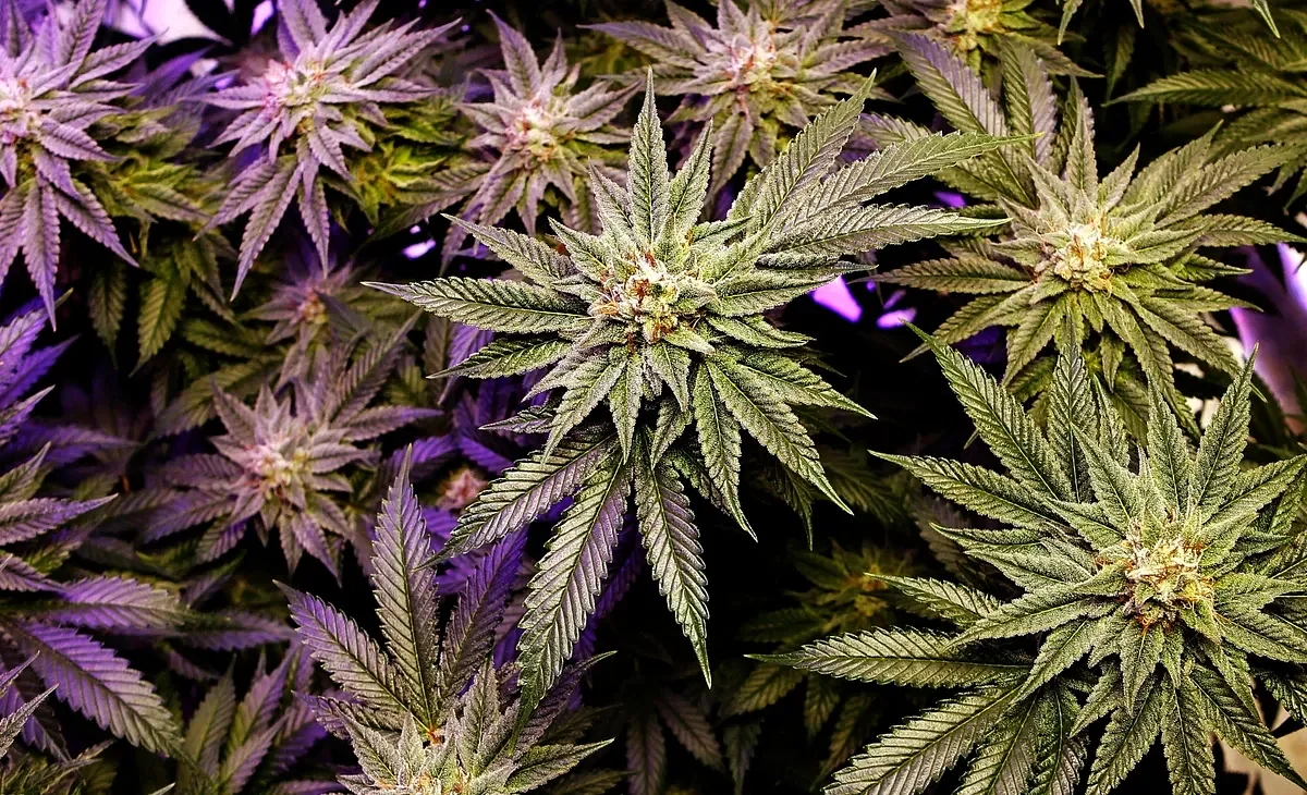 Signature-gatherers are allegedly lying to Mainers about cannabis repeal petition