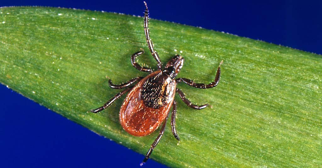 OPINION: A new Lyme disease vaccine can’t arrive soon enough