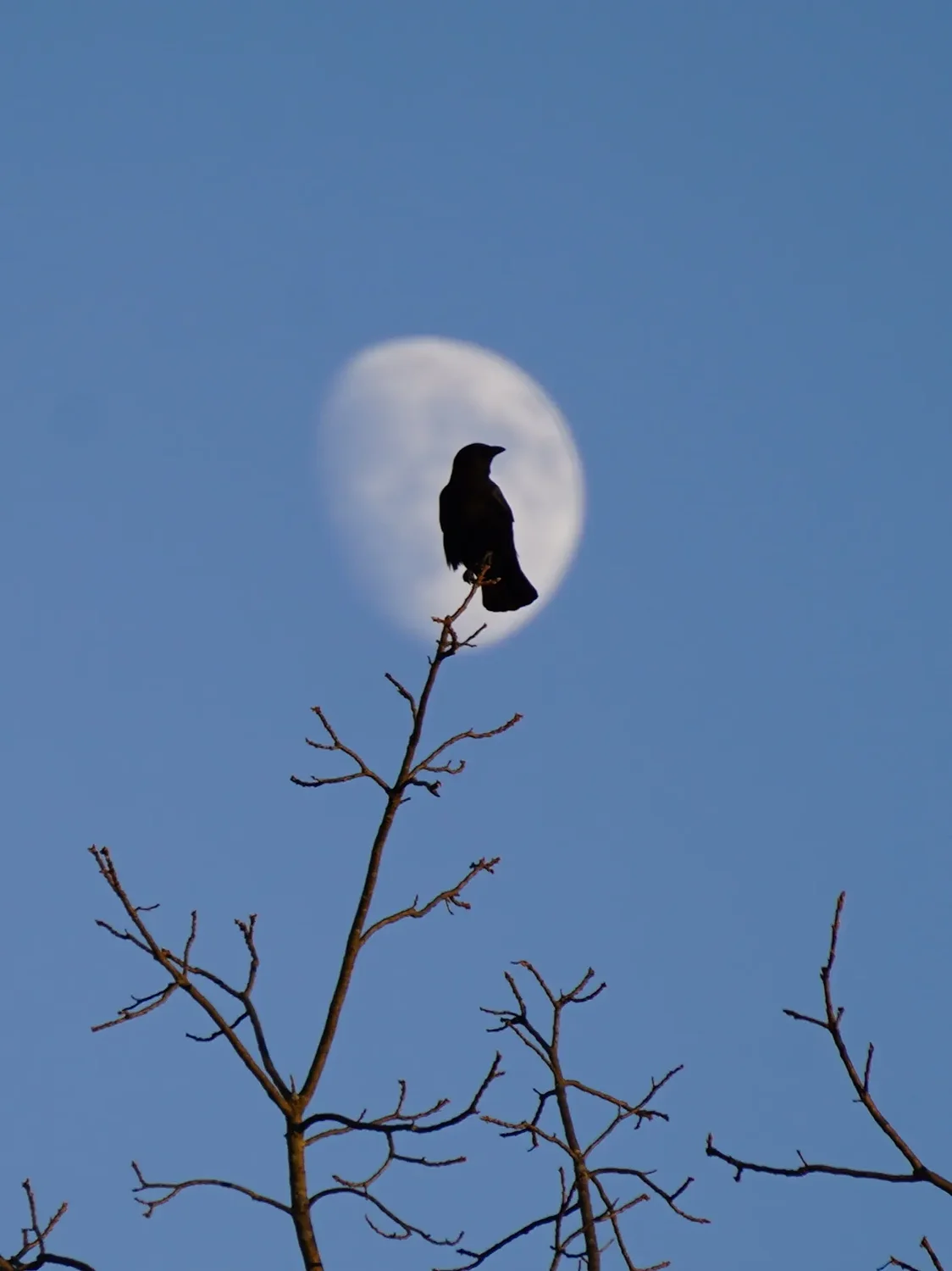 Nature Photo Contest