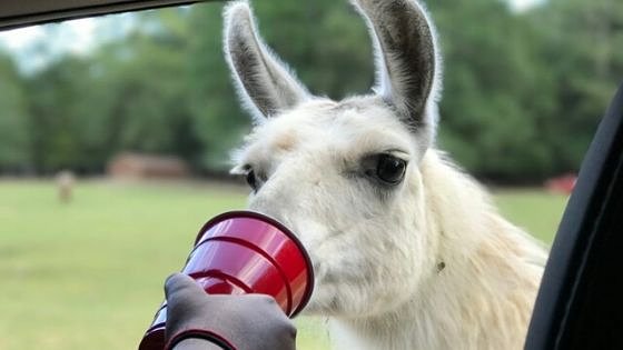 Road Trippin To Harmony Safari Park In Huntsville