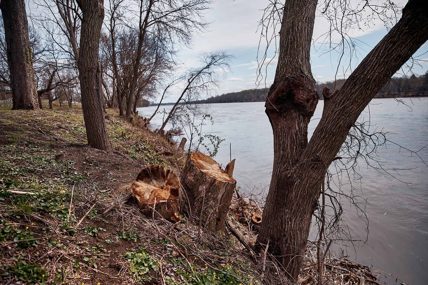 'It got away from us': Trenton mayor says of flawed no-bid park contract