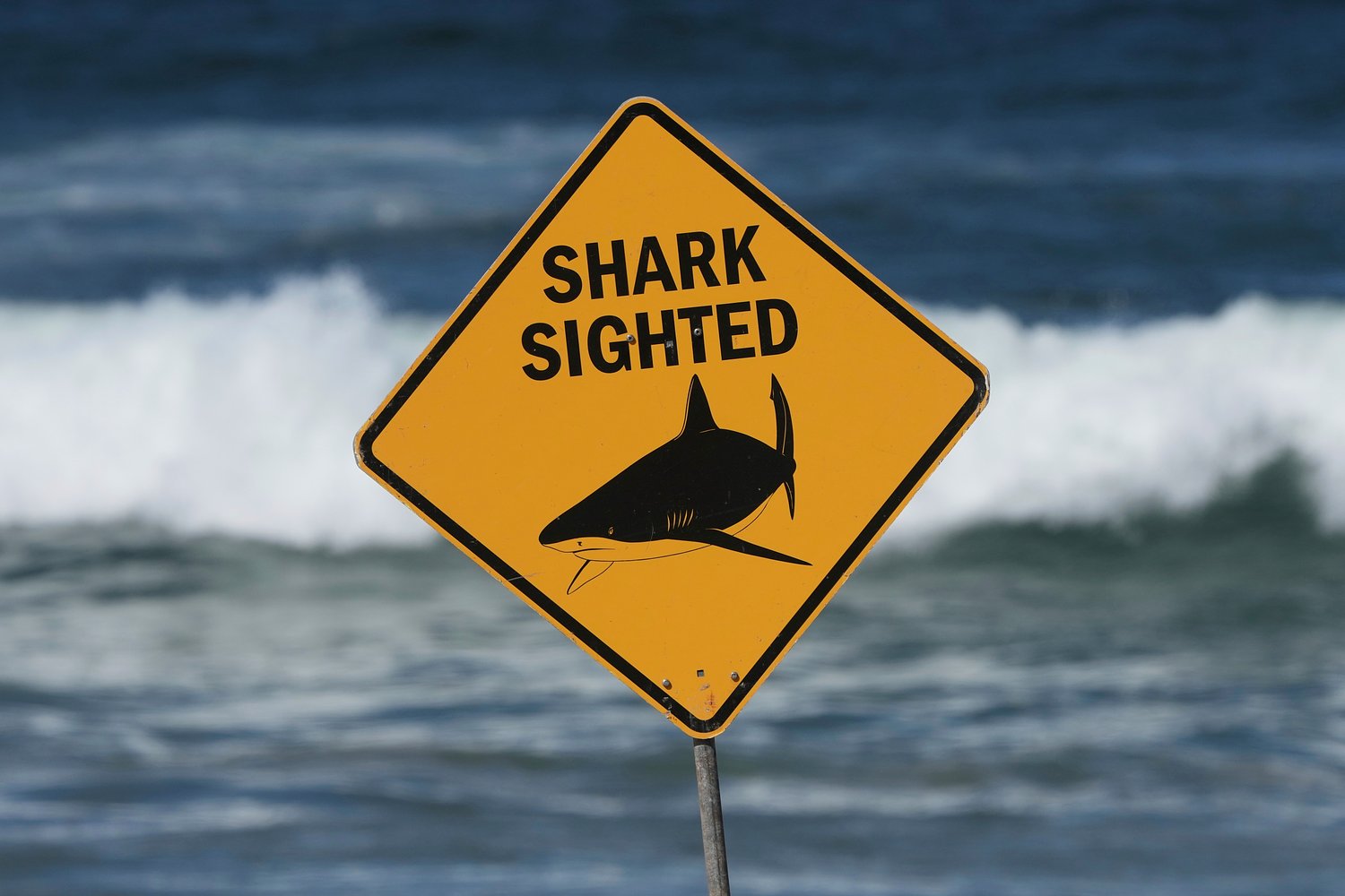 A lifeguard watched a shark drag a woman underwater — then she suddenly reappeared