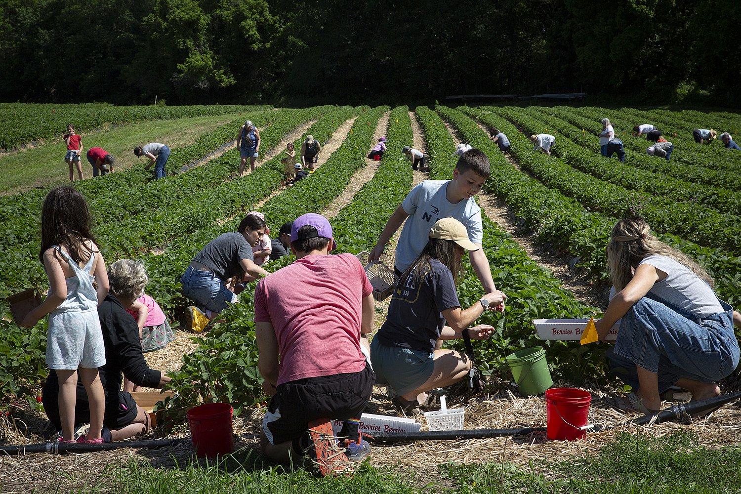 Strawberry season in full swing at Upper Valley farms