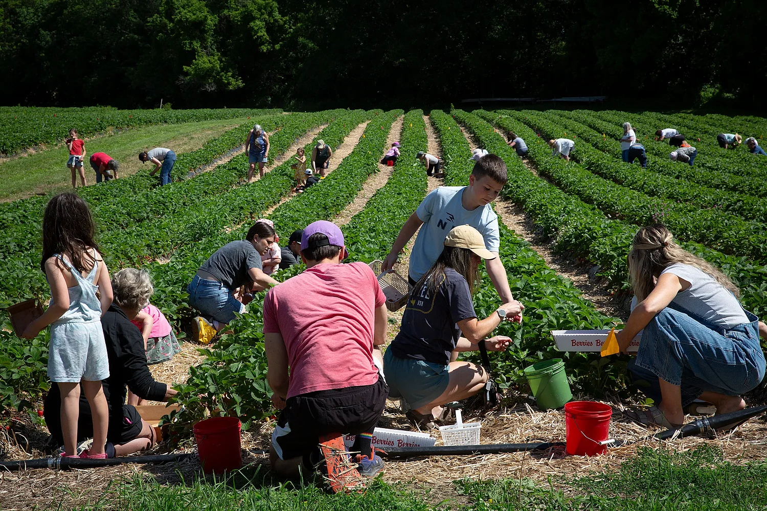 Strawberry season in full swing at Upper Valley farms