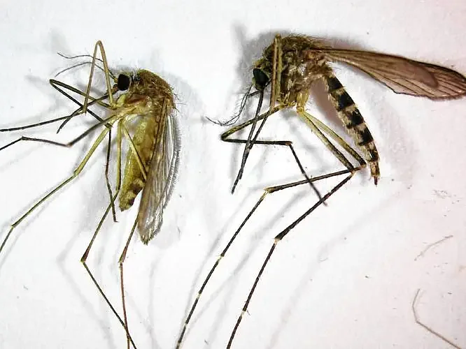 Erving joins list of towns with West Nile virus detected in mosquitoes
