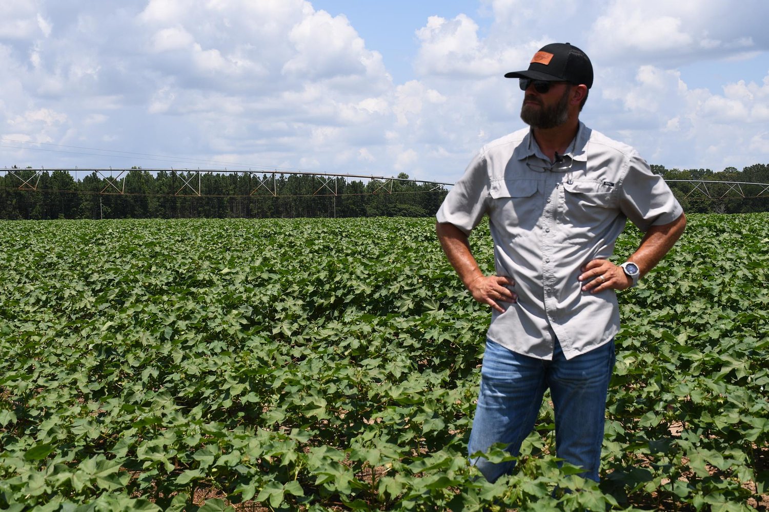 Cotton prices down, costs up: Mississippi farmers face harsh decisions 