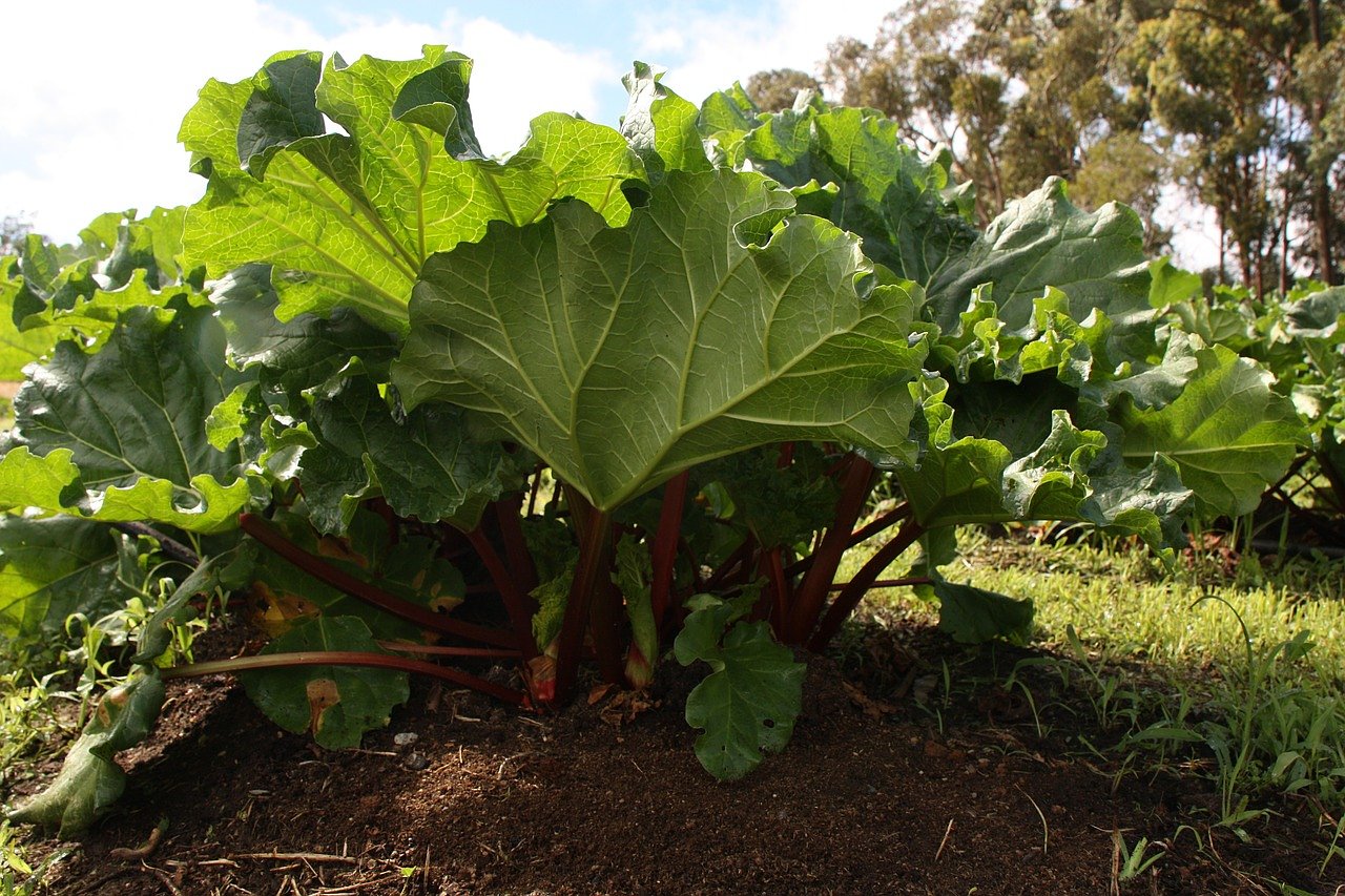 How to grow rhubarb in Maine