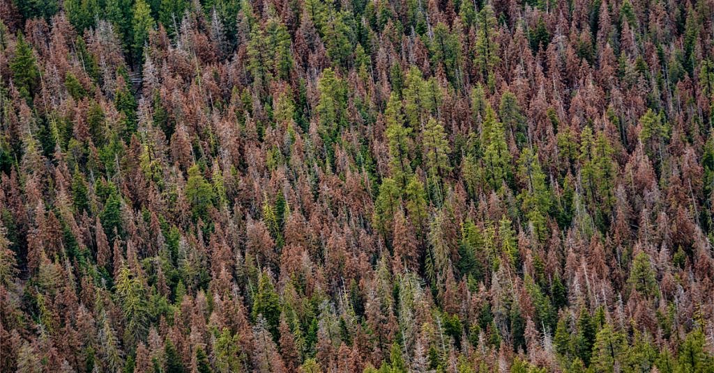 EXCLUSIVE: Massive die-off hits fir trees across Pacific Northwest