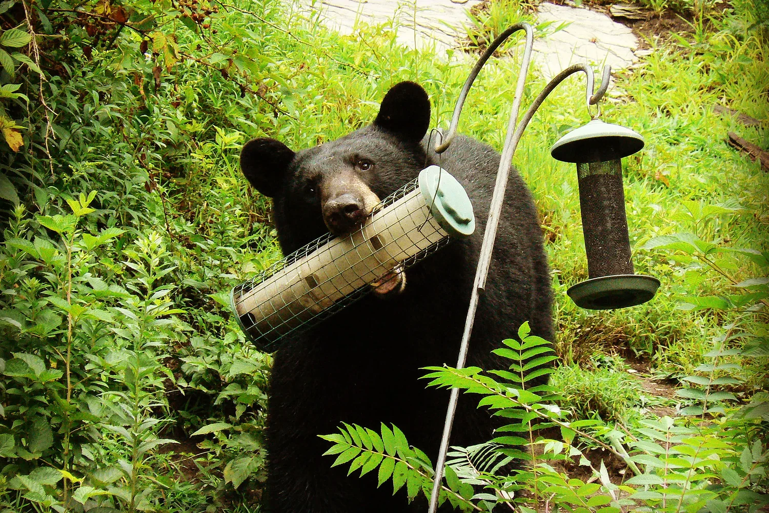 As warming climate brings bears out of hibernation earlier, preventing backyards from becoming buffets is key to coexistence