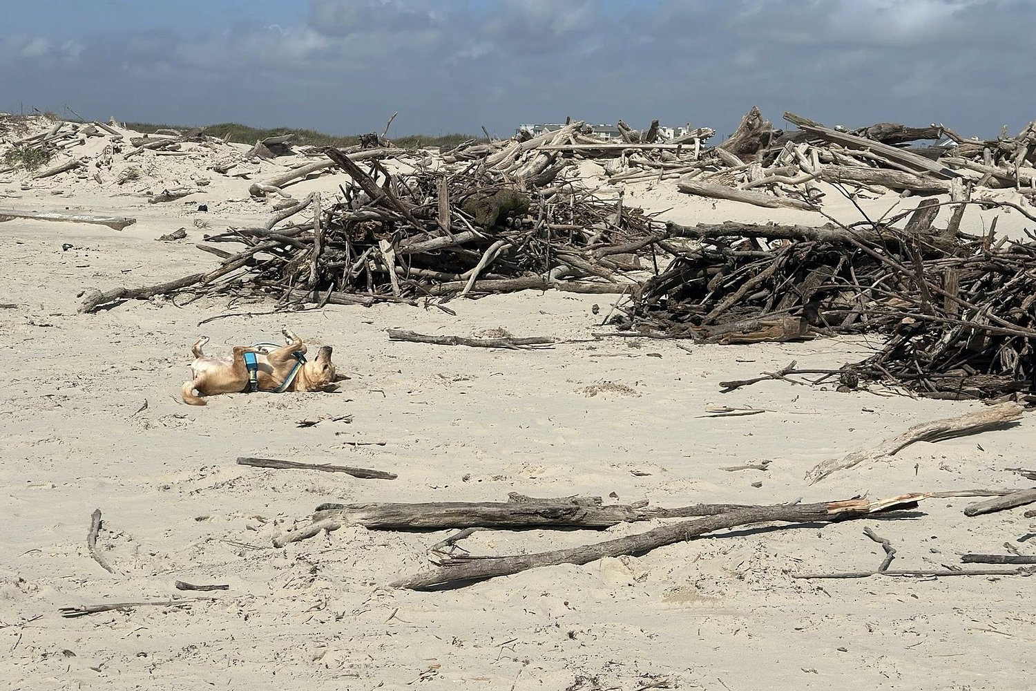 This surprising hazard is all over Galveston beaches right now