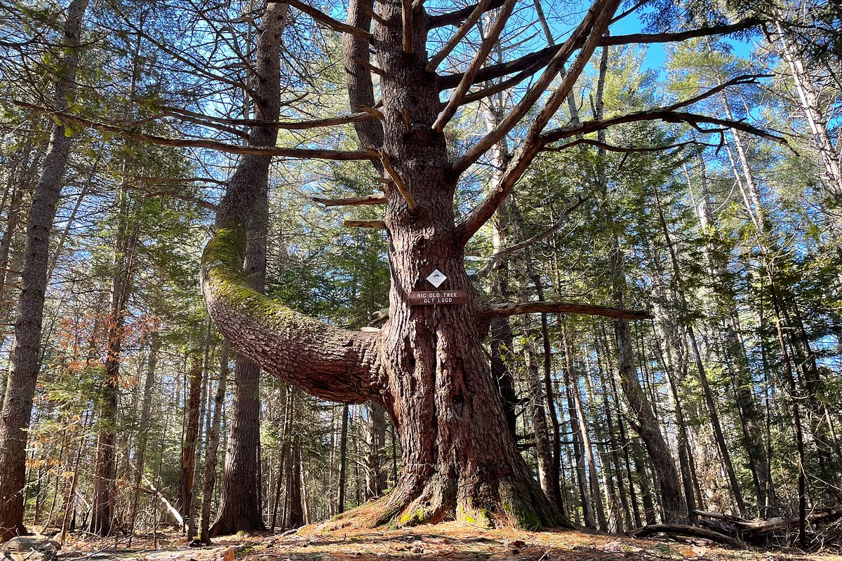 Someone spray-painted all over a 350-year-old tree in Orono