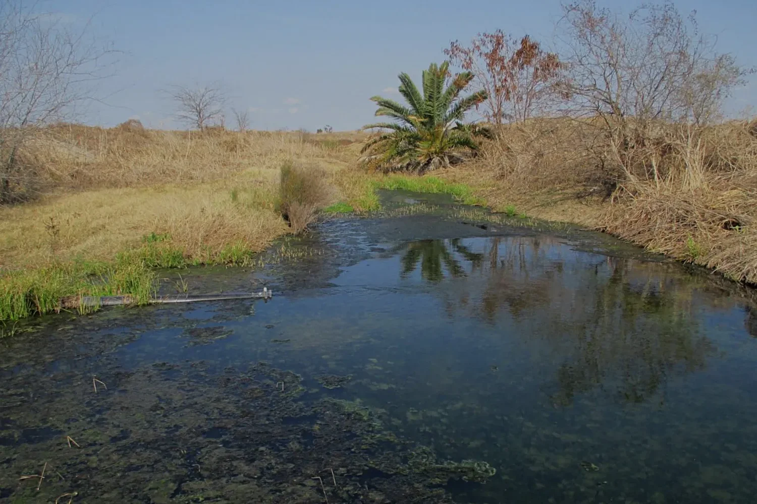 Testing finds toxic metals where Tesla lithium refinery discharges wastewater in South Texas