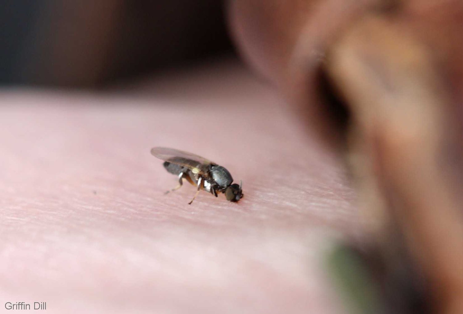The secret weapon for combatting black flies