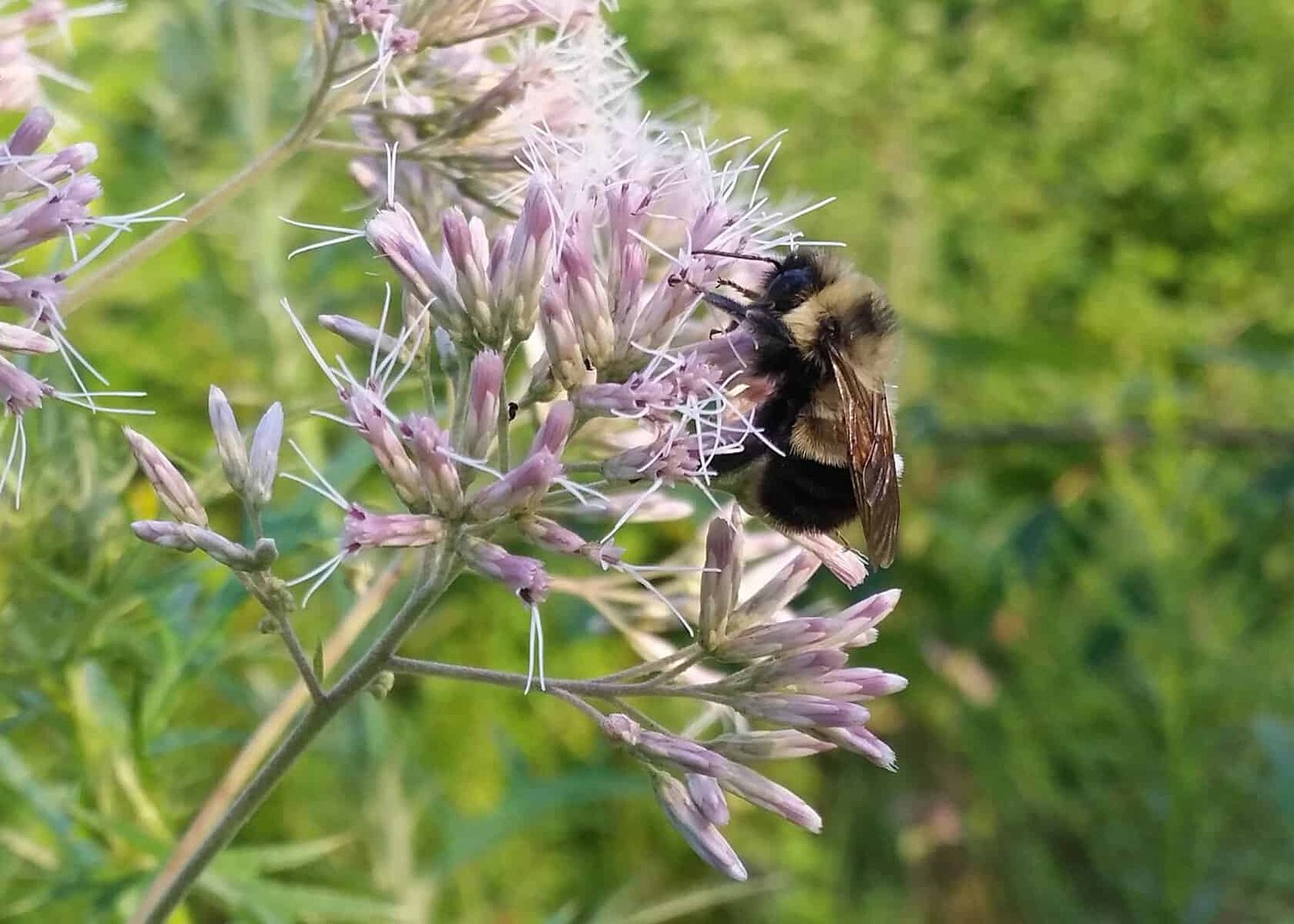 Sixty percent of native pollinators at risk of vanishing as New York restricts neonicotinoids