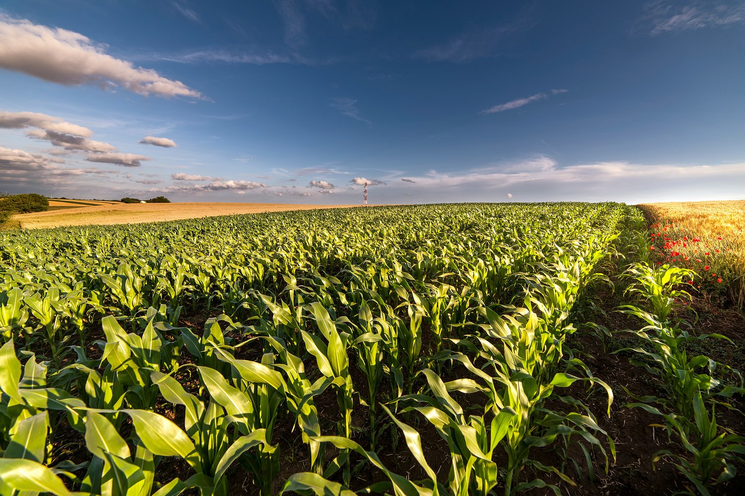 Trade dispute: US can compel Mexico to accept GM corn for its tortillas