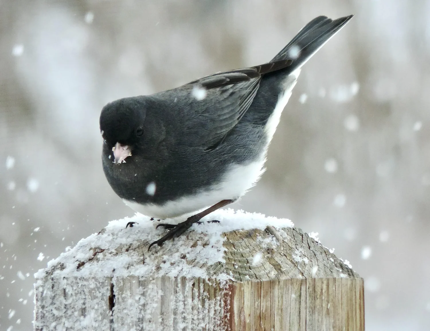 Nature Photo Contest