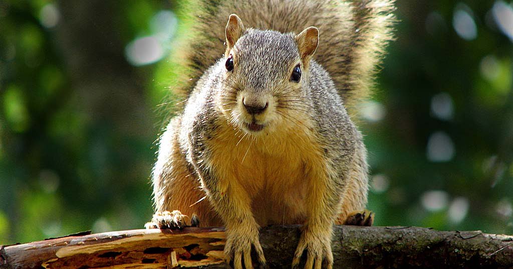 Squirrels are out of control in Portland, right?