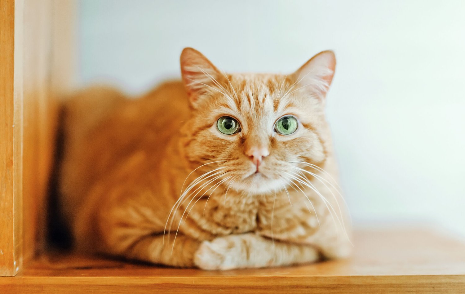 Internet chips in so Texas prison cat named Orange Julius can go to the vet