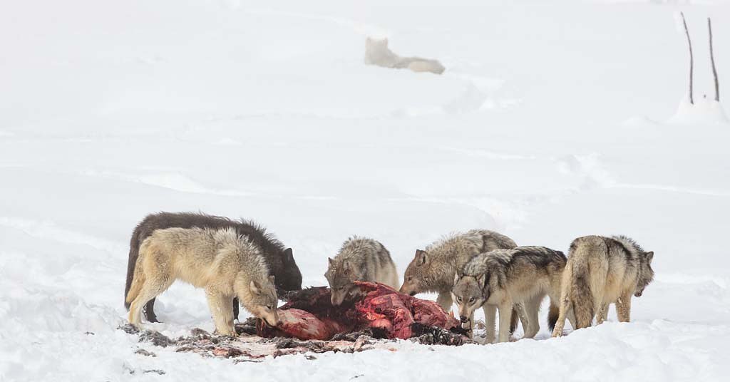 Study: Wolves return might impact ecosystems less than previously thought