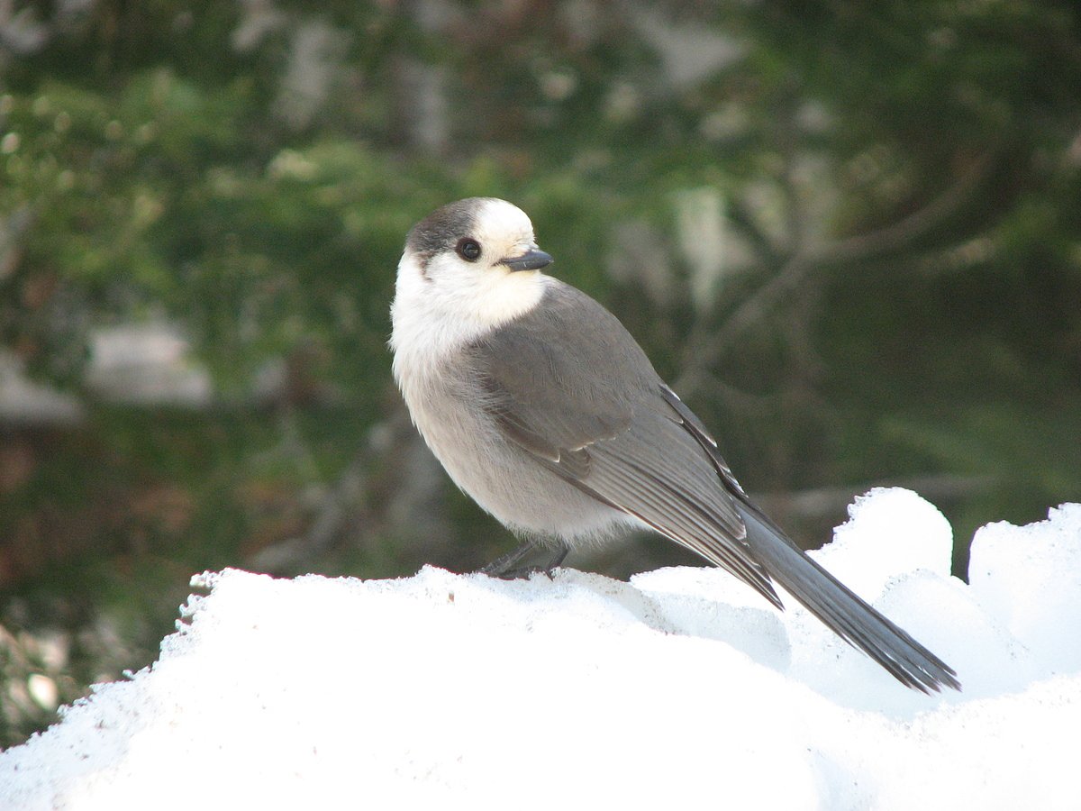 The North Woods isn’t the same without this visitor